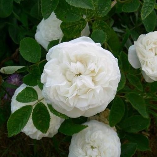 Shop - Rosa Botzaris - weiß - damaszenerrose - stark duftend - M. Robert - Eine Kombination von kräftigem Damaskus-Duft und dekorativen weißen Blüten.